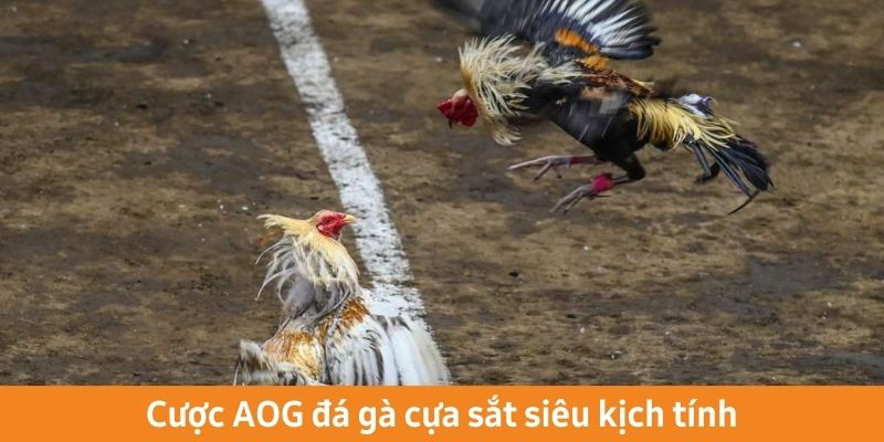 Cược AOG đá gà cựa sắt siêu kịch tính