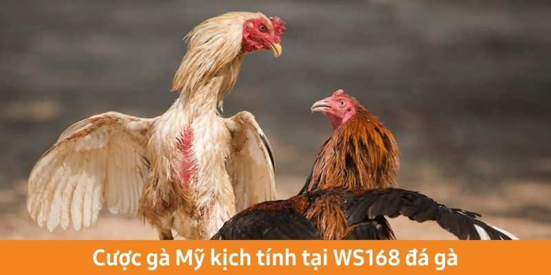 Cược gà Mỹ kịch tính tại WS168 đá gà