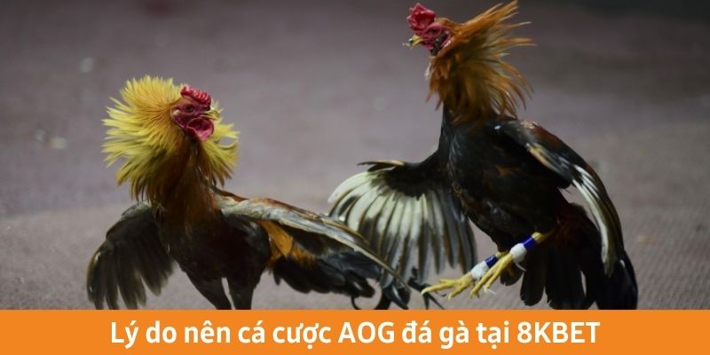 Lý do nên cá cược AOG đá gà tại 8KBET