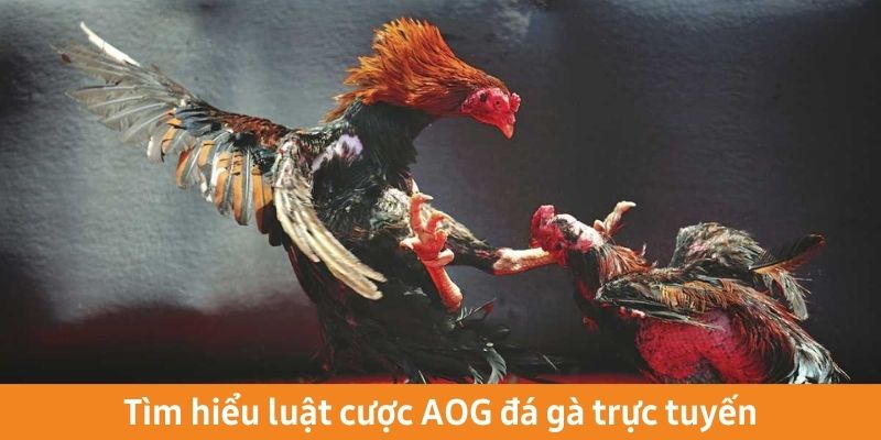 Tìm hiểu luật cược AOG đá gà trực tuyến